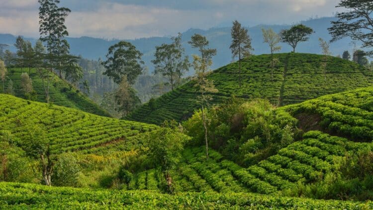 Collines verdoyantes couvertes de plantations de thé dans les montagnes du Sri Lanka sous un ciel légèrement nuageux