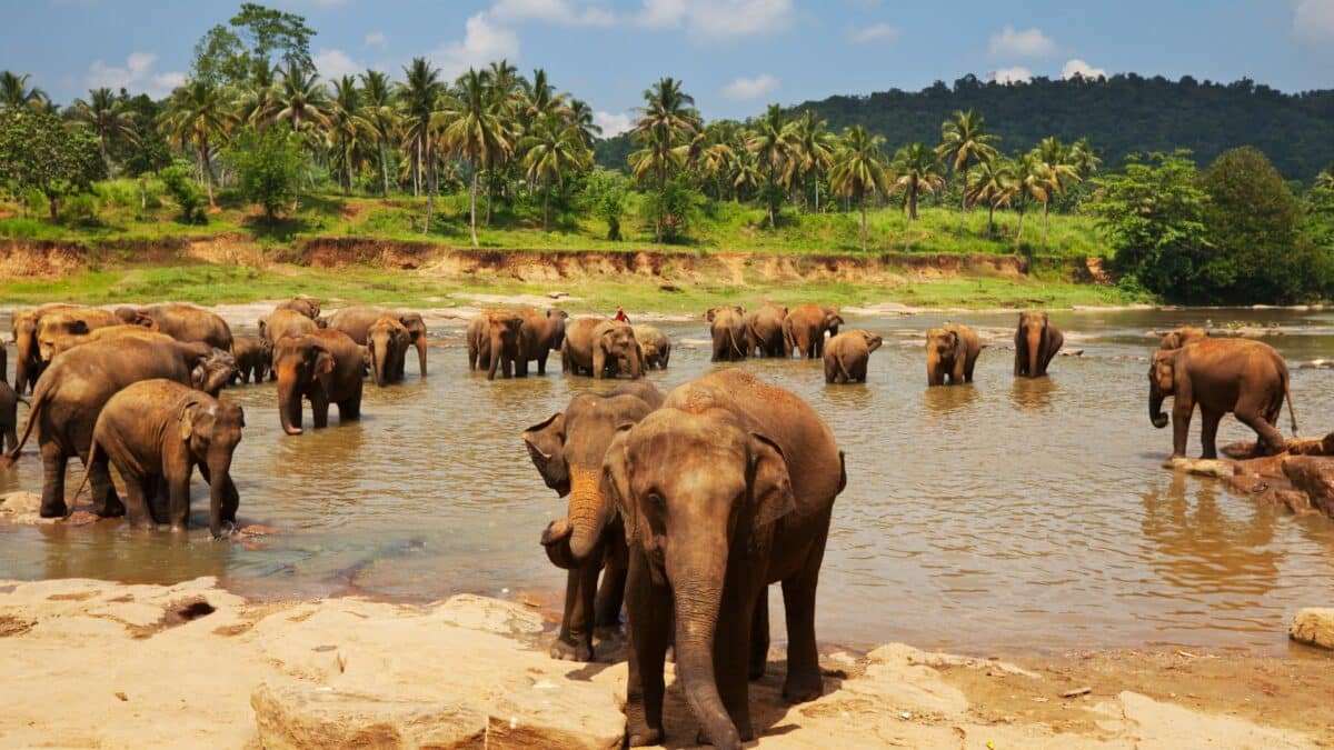 Groupe d’éléphants se tenant dans une rivière en Thaïlande, entouré de palmiers et de collines verdoyantes.