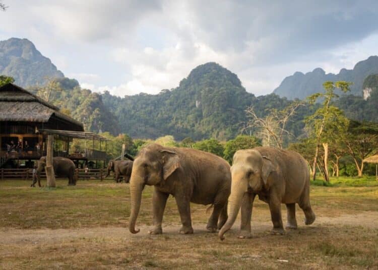 Scène de vie quotidienne au camp Elephant Hills entouré de jungle.
