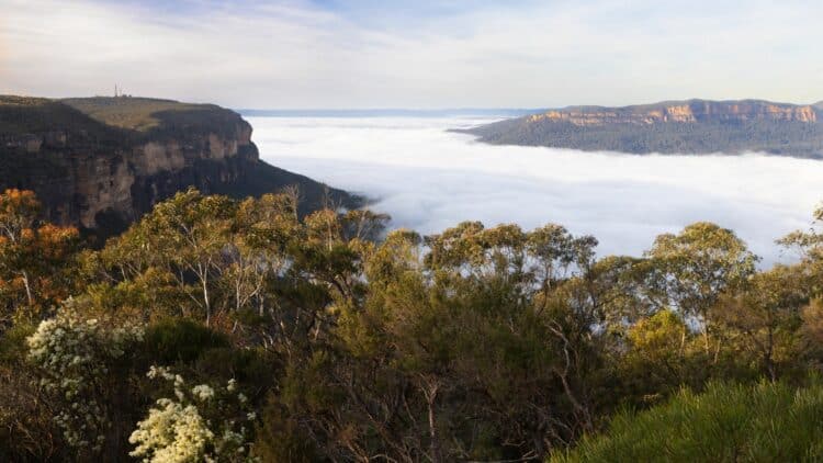 Falaises des Blue Mountains en Australie avec vallée recouverte de brume et végétation