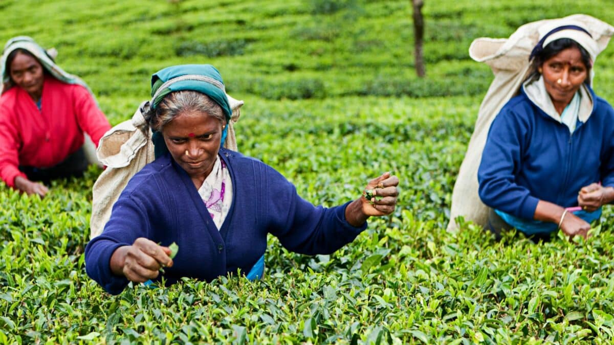 Femmes cueillant des feuilles de thé dans une plantation verdoyante au Sri Lanka