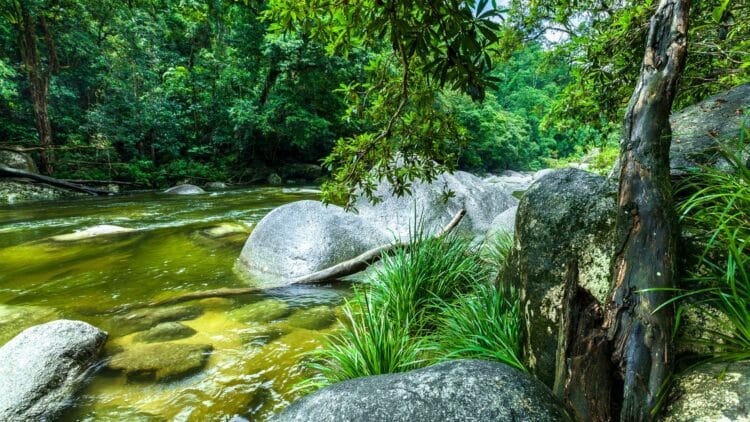 Rivière traversant la forêt tropicale de Daintree avec rochers et végétation dense en Australie
