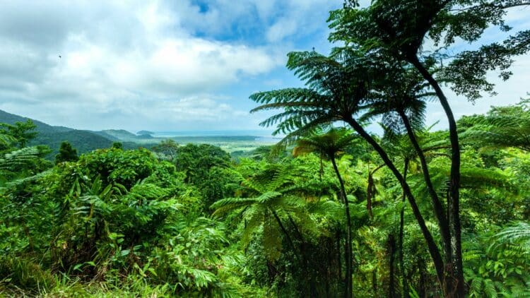 Forêt tropicale dense de Daintree en Australie avec végétation luxuriante et fougères géantes