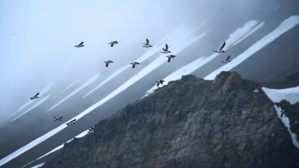 Vol d’oiseaux marins au-dessus des montagnes rocheuses enneigées du Groenland