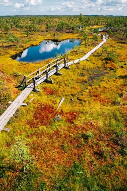 Passerelle en bois traversant une tourbière dans le parc national de Kemeri en Lettonie