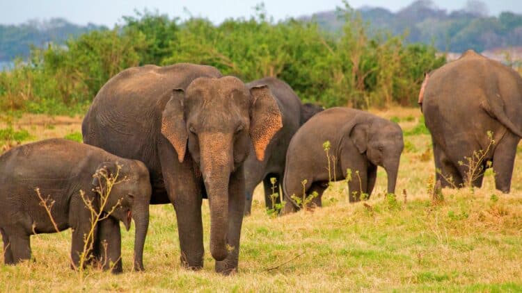 Troupeau d’éléphants dans une prairie du parc national de Minneriya au Sri Lanka