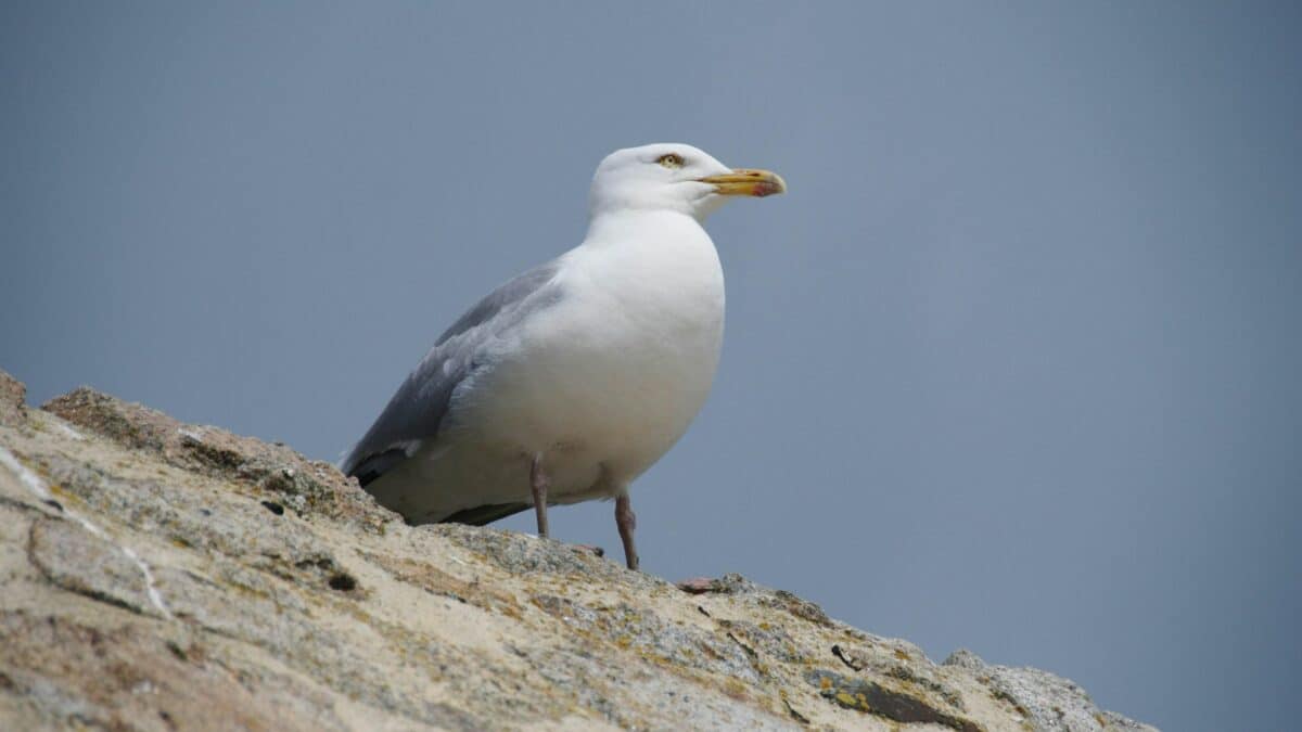 mouette posee rocher bord mer bretagne ciel bleu