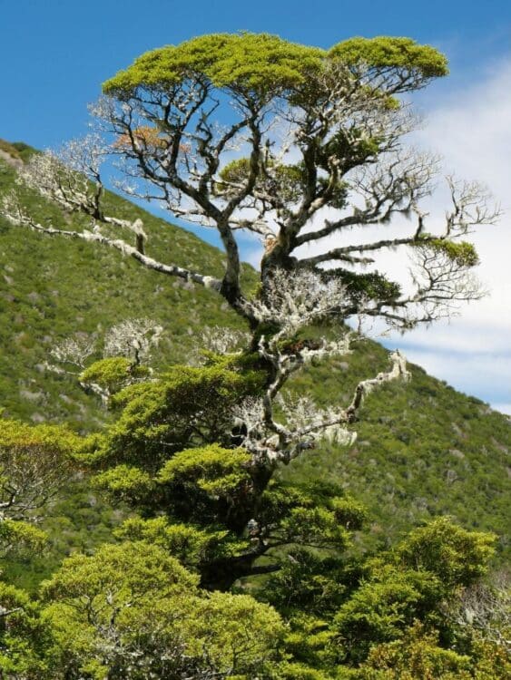Arbre natif aux branches tortueuses dans une forêt de montagne en Nouvelle-Zélande