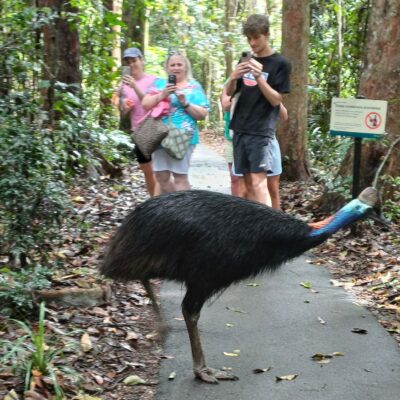 Casoar traversant un sentier forestier dans une forêt tropicale du Queensland en Australie.