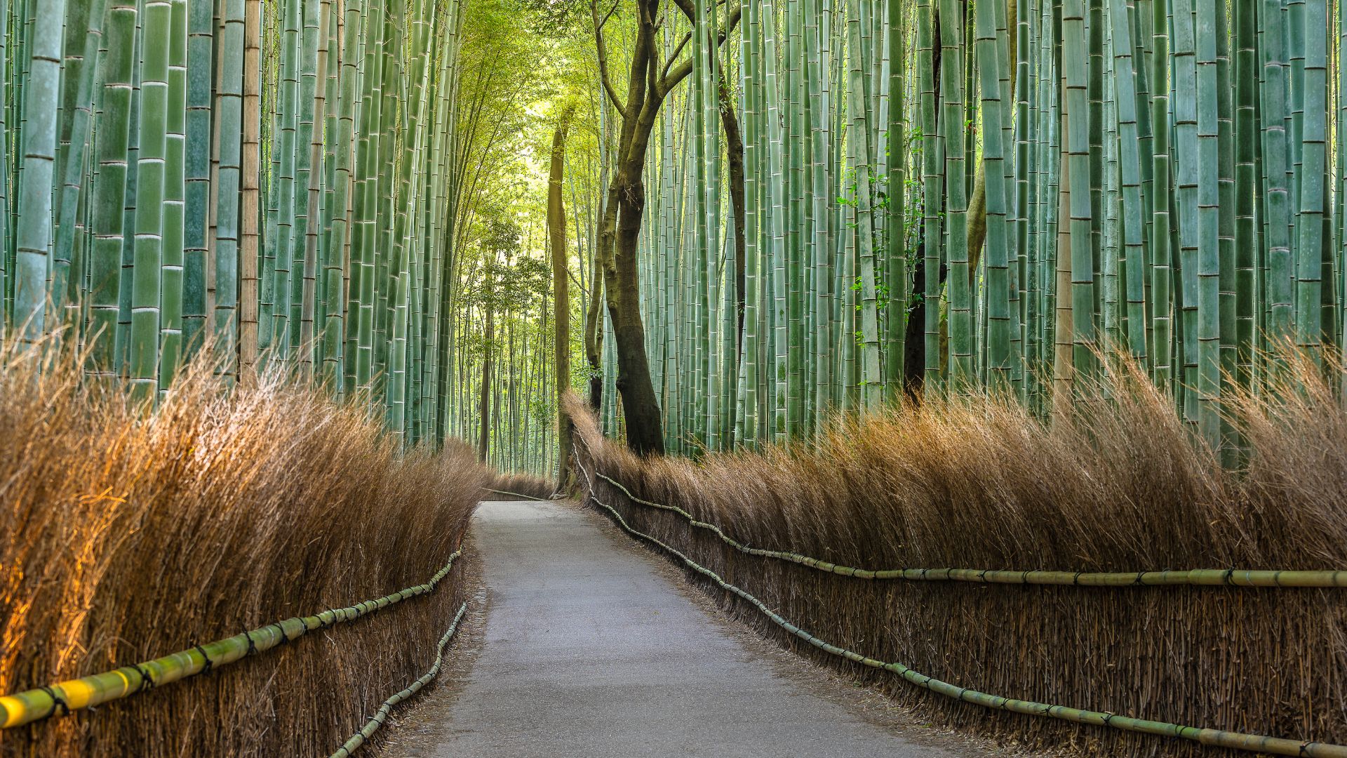 Sentier bordé de hauts bambous dans la forêt d’Arashiyama à Kyoto au Japon