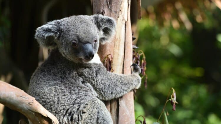 Koala accroché à un tronc d’eucalyptus dans une forêt en Australie