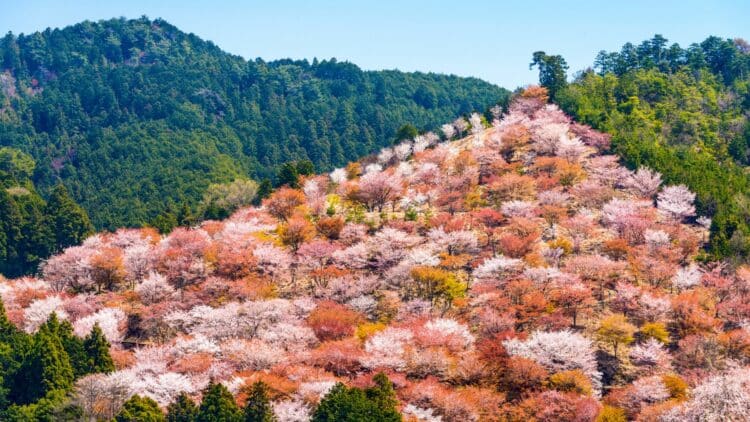 Colline couverte de cerisiers en fleurs au printemps à Nara au Japon