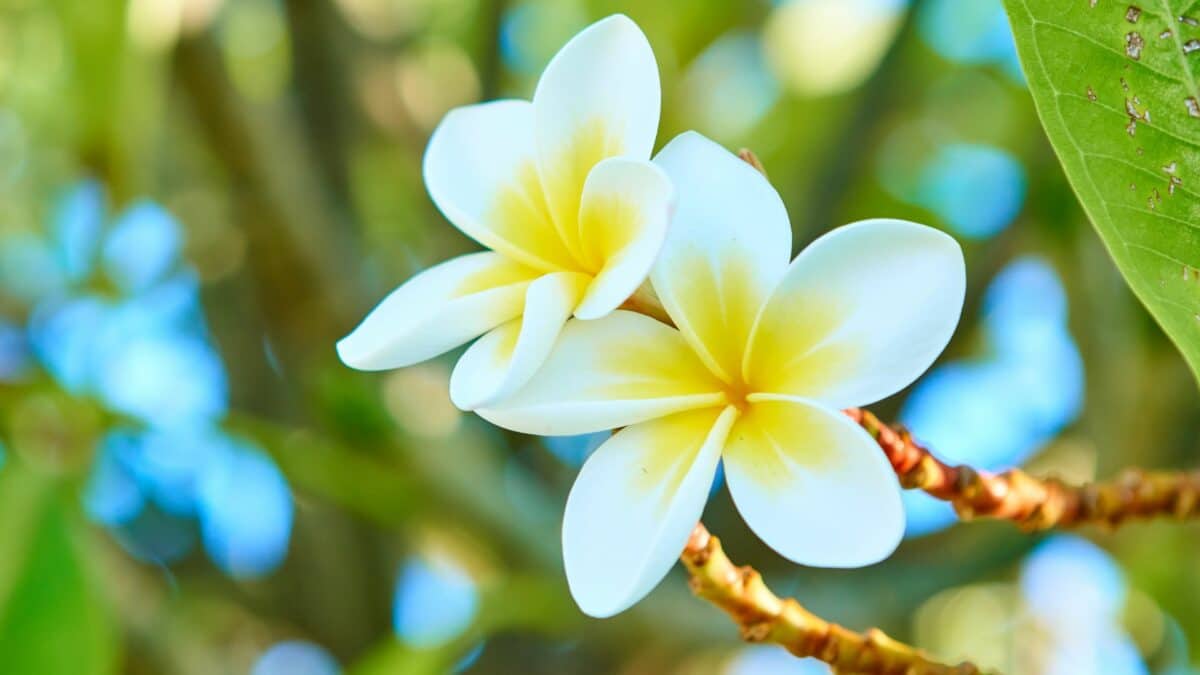 Fleur de frangipanier blanche et jaune dans un jardin tropical à La Réunion