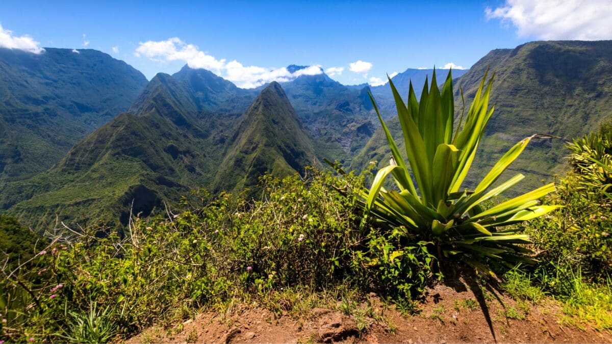 Paysage de montagnes verdoyantes avec végétation tropicale au premier plan à La Réunion