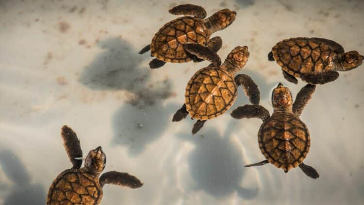 Jeunes tortues marines nageant dans une eau peu profonde à La Réunion