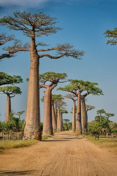 Baobabs géants bordant une piste à Madagascar.