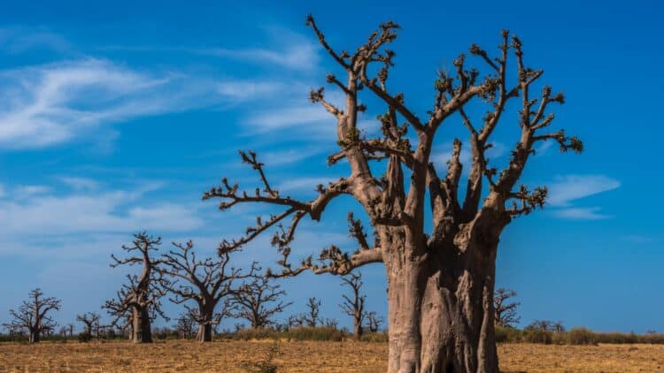 Baobabs majestueux dans un paysage de savane au Sénégal.