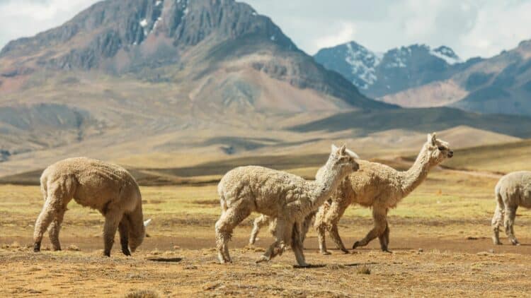 Alpagas dans les paysages montagneux de l’Altiplano bolivien.