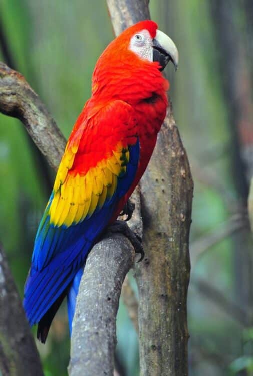 Ara rouge perché dans la forêt tropicale du Costa Rica.