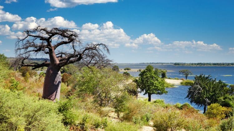 Baobab dominant les paysages du Botswana au bord de l'eau.