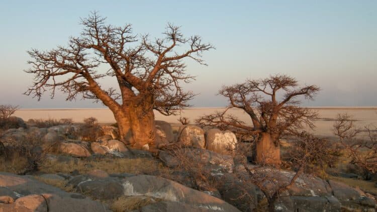 Baobabs centenaires au milieu d’un paysage rocheux au Botswana.