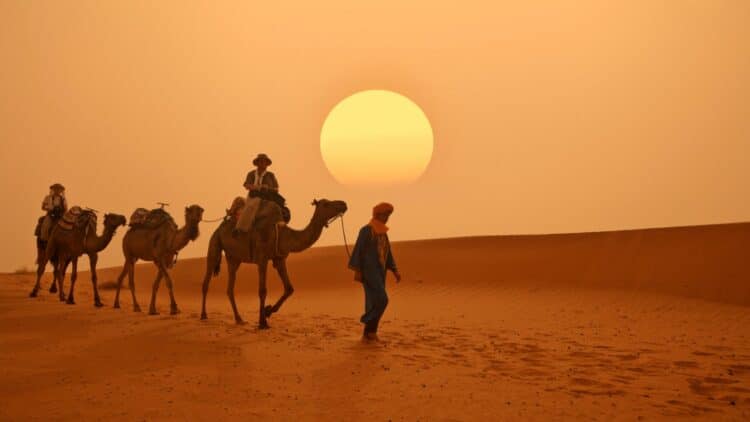 Caravane de dromadaires traversant le désert du Maroc au coucher du soleil.