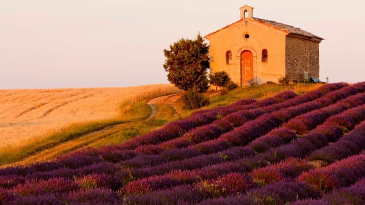 Champ de lavande en fleur avec une chapelle typique en Provence.