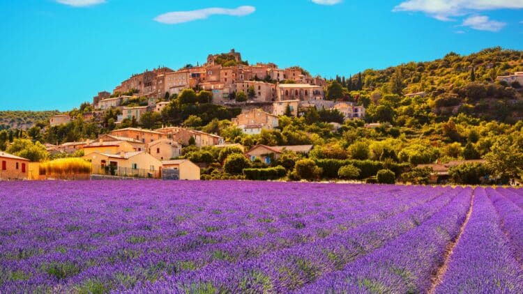 Champ de lavande en fleurs devant un village provençal, en France.
