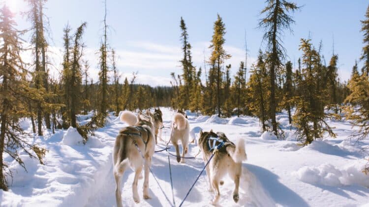 Attelage de chiens de traîneau traversant une forêt enneigée.