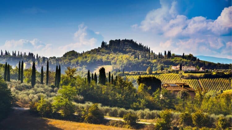 Paysage vallonné de Toscane avec vignobles, cyprès et campagne italienne.
