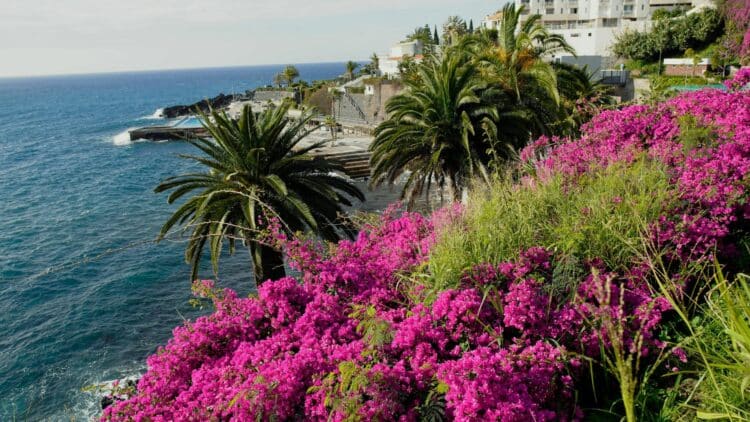Paysage côtier fleuri avec palmiers sur l'île de Madère.