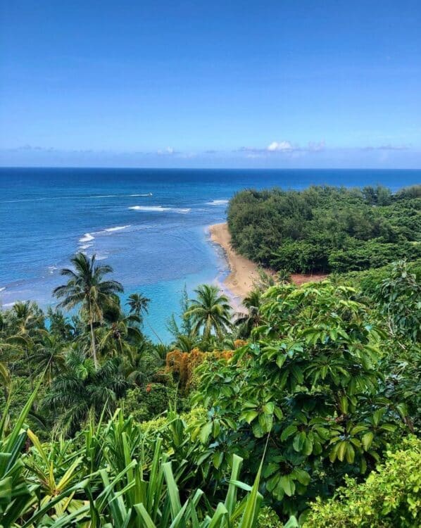 Vue sur une côte tropicale d’Hawaï avec palmiers, végétation luxuriante et océan Pacifique.
