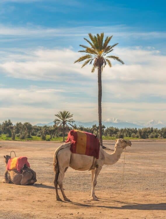 Dromadaire près d'une oasis avec les montagnes de l'Atlas en arrière-plan au Maroc.