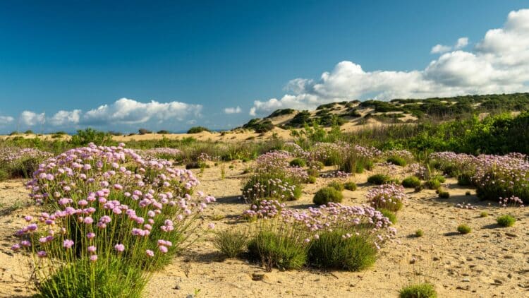 Dunes de sable et végétation méditerranéenne à Piscinas en Sardaigne.
