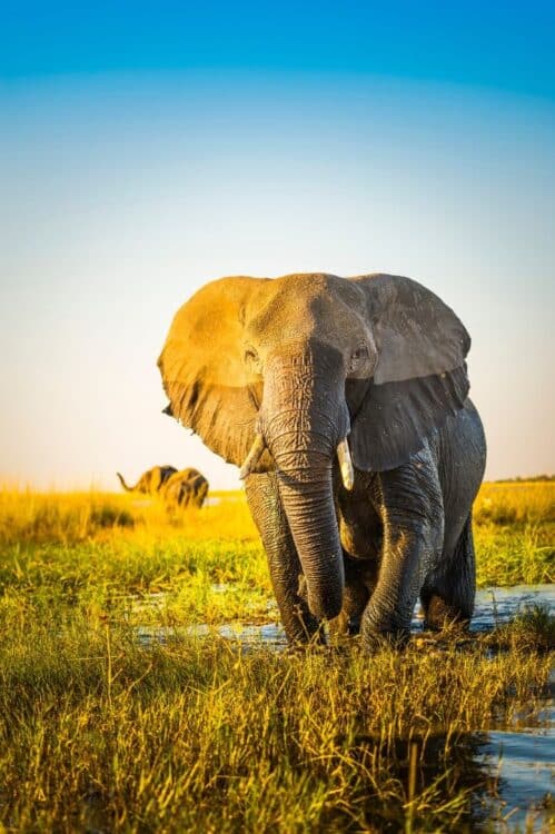 Éléphant traversant une zone humide lors d'un safari en Afrique australe.