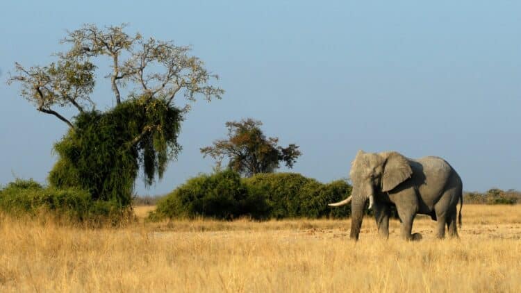 Éléphant d’Afrique dans la savane du Botswana.