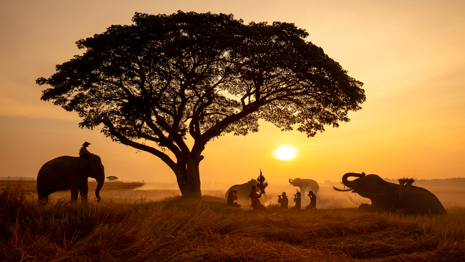 elephants acacia lever soleil afrique
