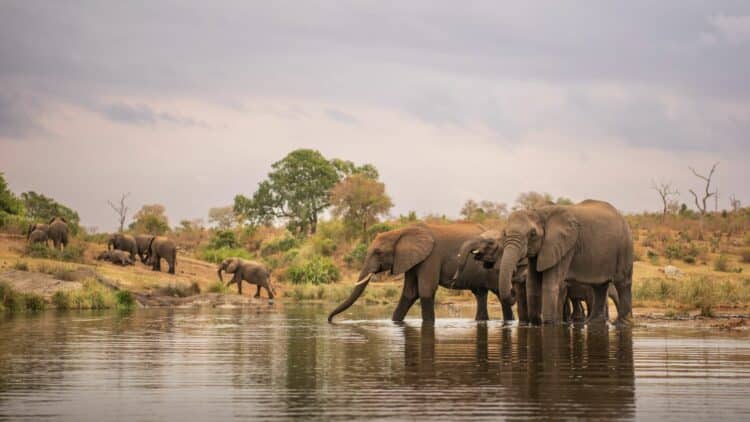 Troupeau d’éléphants traversant une rivière au Botswana.