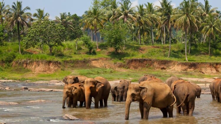 Troupeau d’éléphants traversant une rivière au Sri Lanka.
