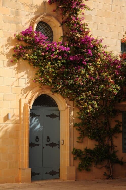 Façade en pierre ornée de bougainvilliers dans les ruelles de Mdina.