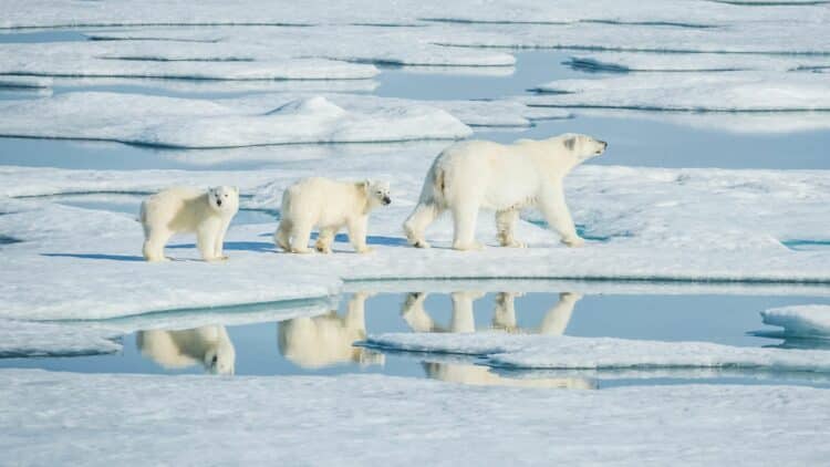 Ourse polaire et ses deux petits sur la banquise arctique.