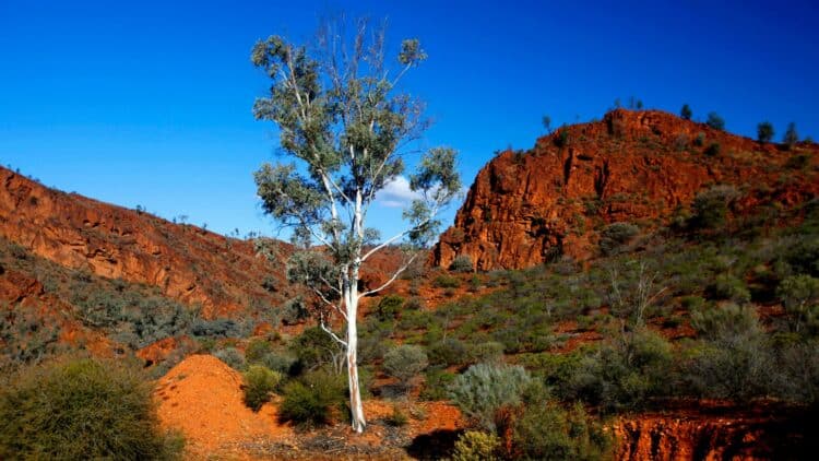 Paysage des Flinders Ranges avec falaises rouges et végétation aride en Australie-Méridionale.