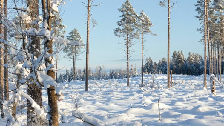 Forêt de pins enneigée sous un ciel bleu en hiver, en Suède.