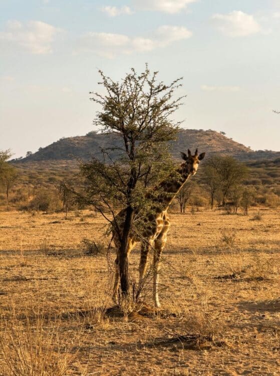 Girafe observant la savane lors d'un safari au Botswana.