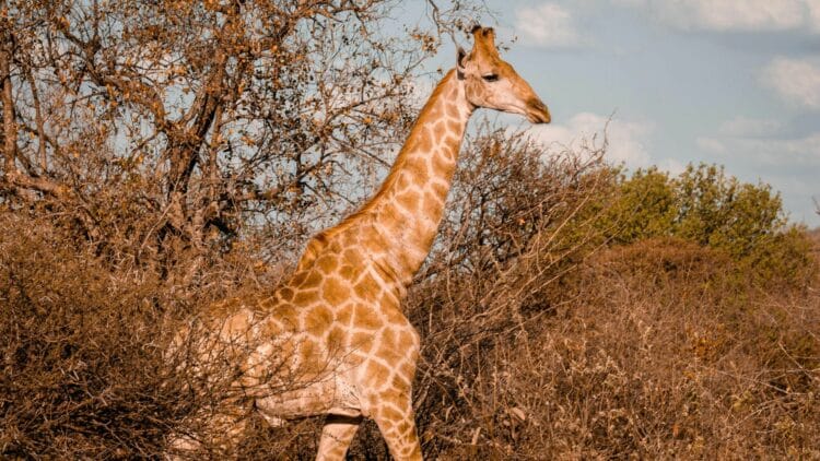 Girafe observée dans la brousse du Botswana.
