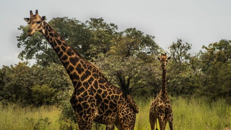 Girafes observées dans une réserve naturelle au Sénégal.