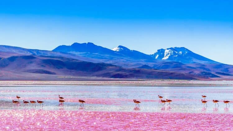 Flamants roses sur une lagune colorée de l’Altiplano bolivien.