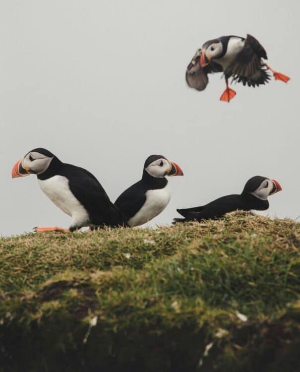 Macareux moines posés sur une falaise herbeuse dans les îles Féroé.