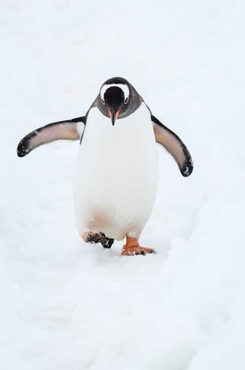 Manchot marchant dans la neige en Antarctique.