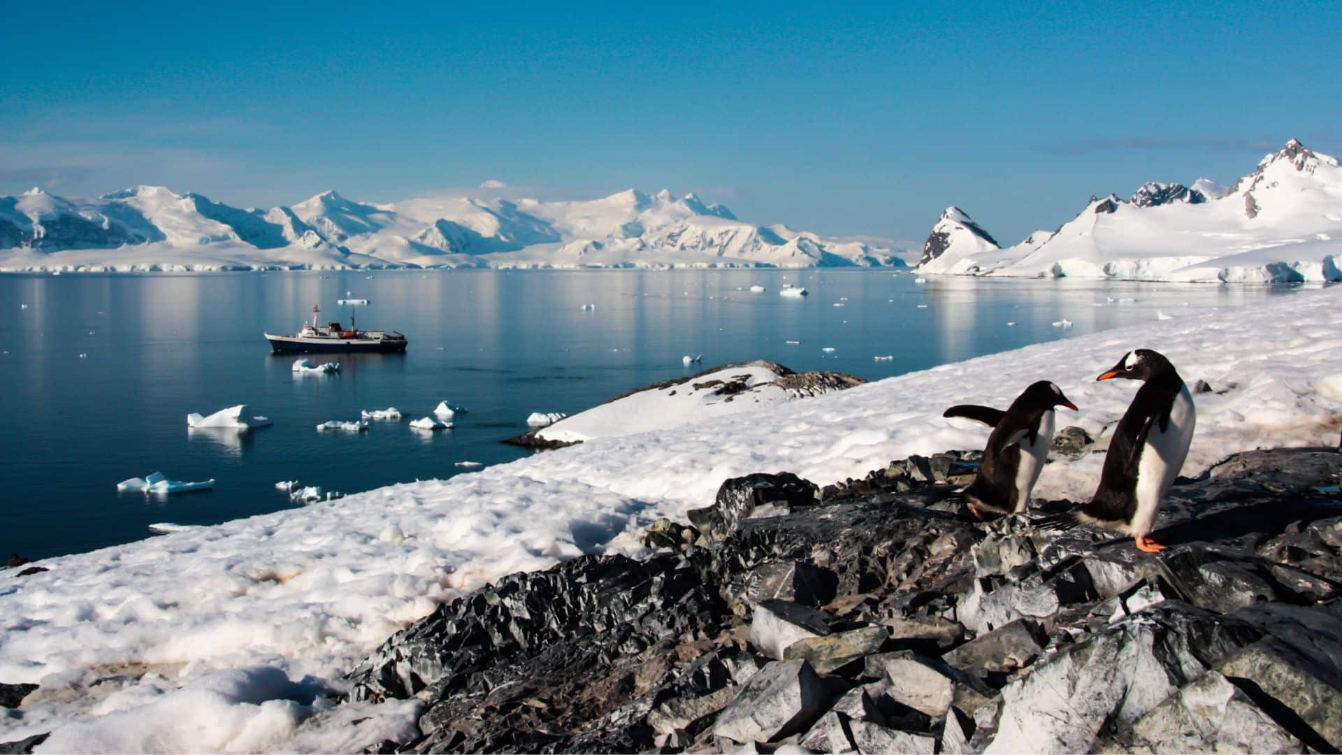 Manchots observant un paysage glaciaire en Antarctique.